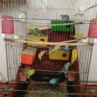 مرغ عشق.گرینچیک دایلوت سینامون