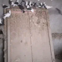 فروش کبوتر و مرغ و خروس