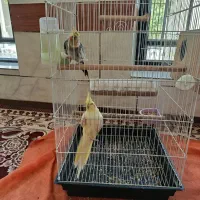 عروس هلندی|پرنده|شیراز, بید زرد|دیوار