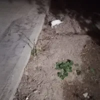 خرگوش|موش و خرگوش|شهرضا, |دیوار