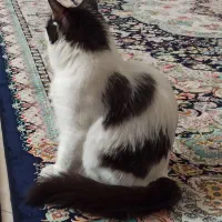 واگذاری گربه خانگی|گربه|ری, سرتخت|دیوار