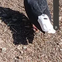 کبوتر دم سفید|پرنده|زرندیه, |دیوار