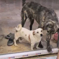 سگ گمشده لشگراباد سفیده کرم