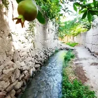 عرق زنیان درجه یک