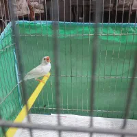 فنچ ماده