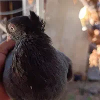 کبوتر خانگی بور ابادانی