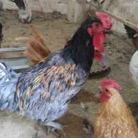سبرایت بوف. برهما..|حیوانات مزرعه|قم, آزادگان|دیوار