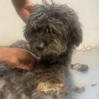 سگ پیدا شده|سگ|اصفهان, باغ دریاچه|دیوار