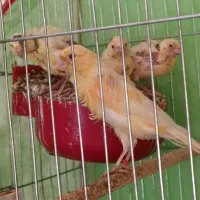 قناری نر و ماده لیمویی با چهارر جوجه