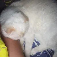 اسکاتیش چشم آبی|گربه|رامسر, |دیوار