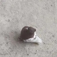کفتر رنگه سینه کله