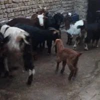 بز با بزغاله درشت|حیوانات مزرعه|قزوین, |دیوار