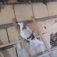 کبوتر|حیوانات|الوند, |دیوار