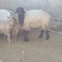 دو راس قوچ بزری درجه یک وزن ۱۰۰کیلو قیمت توافقی