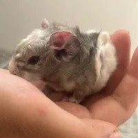 خوکچه هندی نر بالغ|موش و خرگوش|محمدشهر, محمدشهر|دیوار