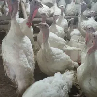 فروش بوقلمون