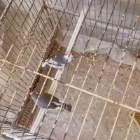 فنچ|پرنده|سیرجان, |دیوار