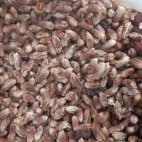 هسته خرما تمیز