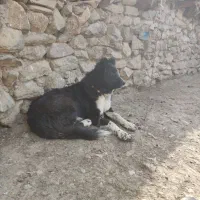 سگ ماده گله داری