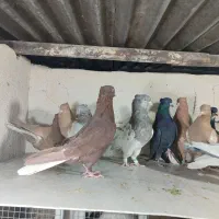 کفتر رنگی آس