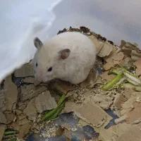 همستر فرز و بازیگوش