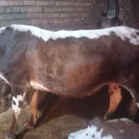 یک راس گاو و گوسال دو رگ