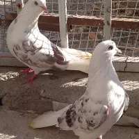 کبوتر تک پر|پرنده|بندر ترکمن, |دیوار