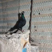 چشم تلسکوپی