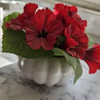 گلدان های کوچک و ماگ|گل مصنوعی|اراک, |دیوار