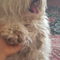 سگ پاکوتاه