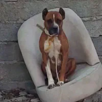 پیتبول نر|سگ|تهران, فردوس|دیوار