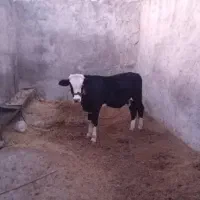 گوساله نر|حیوانات مزرعه|ملکشاهی, |دیوار
