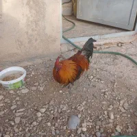 خروس مینیاتوری