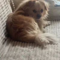 سگ اشپیتز پامر