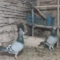 کفتر پرشی جفتی