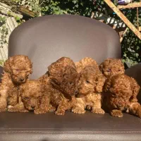 پودل|سگ|رشت, چله خانه|دیوار