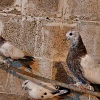 جوجه کبوتر پرشی