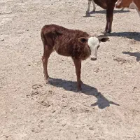 سه تا گوساله ماده