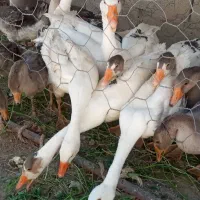 غاز و  جوجه غاز|حیوانات مزرعه|کنگاور, |دیوار