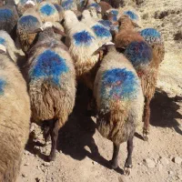 ۳۵راس گوسفند داشتی ۲زایده مابقی آبستن سنگین