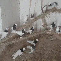 کبوتر طوقی