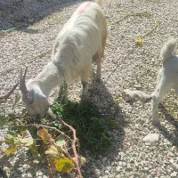 بز و کهره|حیوانات مزرعه|یاسوج, |دیوار