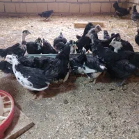 نیمچه مرغ وخروس گلین