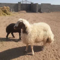 بره قوچی سنجابی|حیوانات مزرعه|بردسکن, |دیوار