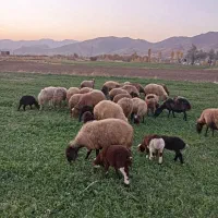 گوسفند میش و بره|حیوانات مزرعه|موچش, |دیوار