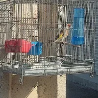 سهره درجه 1|پرنده|مرودشت, رامجرد یک|دیوار