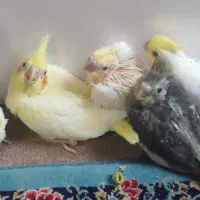 تعدادی جوجه عروس هلندی