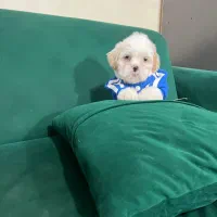 شیتزو مالتیز چشم ابی و چشم مشکی|سگ|کرج, شهرک بنفشه|دیوار