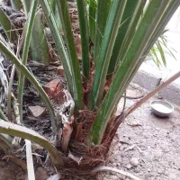 نخل برحی اصیل