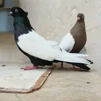 کبوتر دم سفیدوسینه ای.دم‌زرد